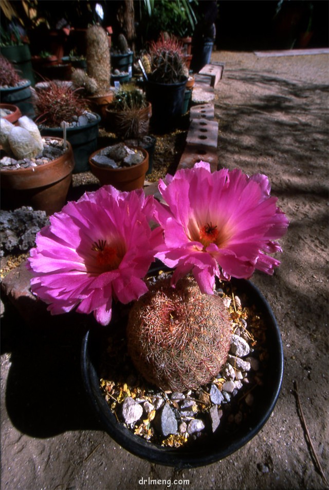 太阳 Echinocereus rigidissimus