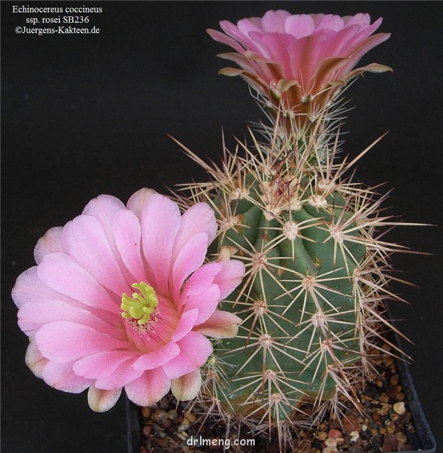 狂山岚 Echinocereus rosei