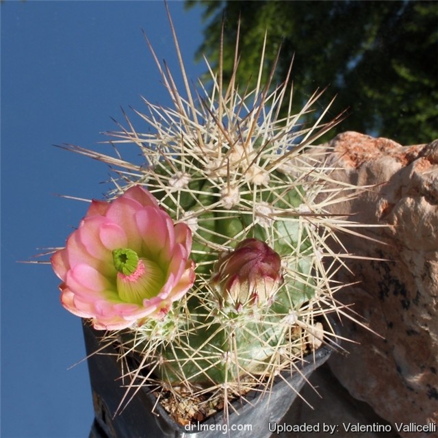 狂山岚 Echinocereus rosei