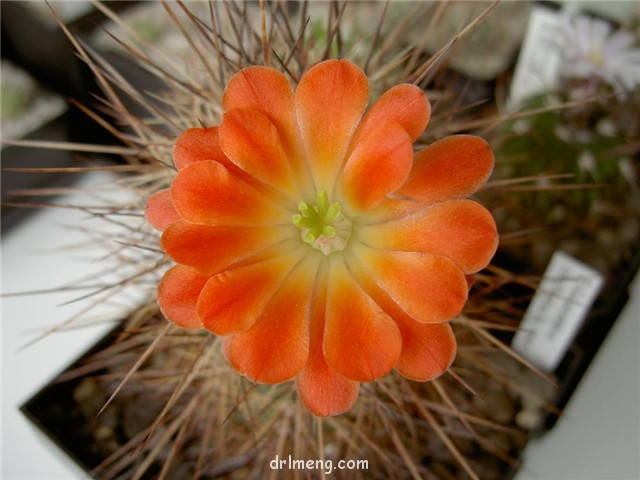 狂山岚 Echinocereus rosei