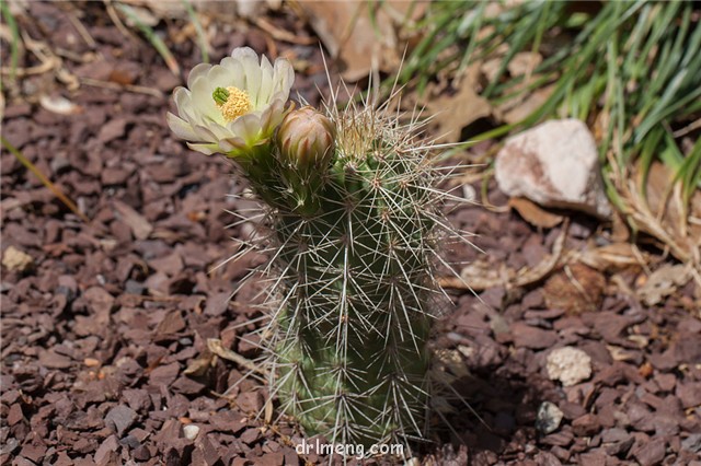 狂山岚 Echinocereus rosei