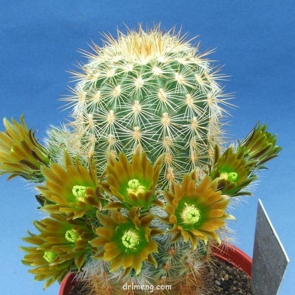 Echinocereus russanthus v. neocapillus1