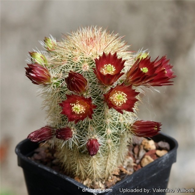 Echinocereus russanthus var. fiehnii1