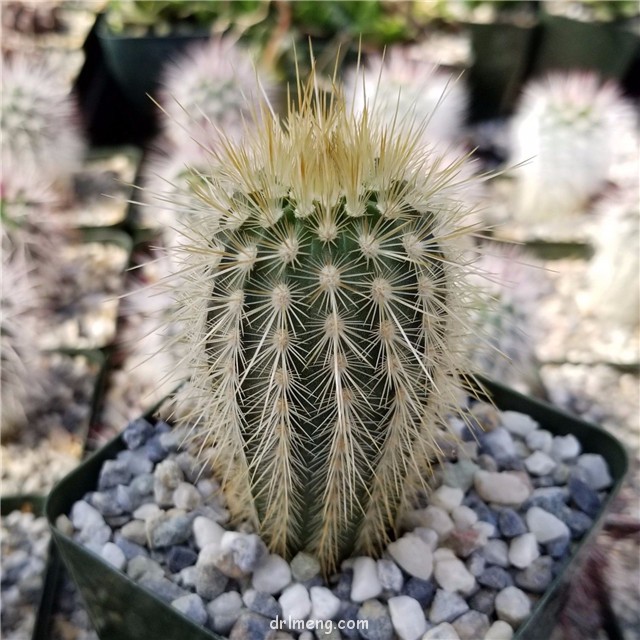 Echinocereus russanthus weedinii