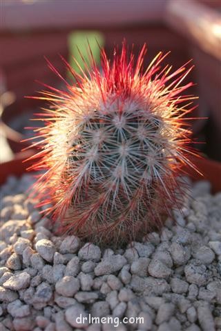 多色刺猬 Echinocereus russanthus