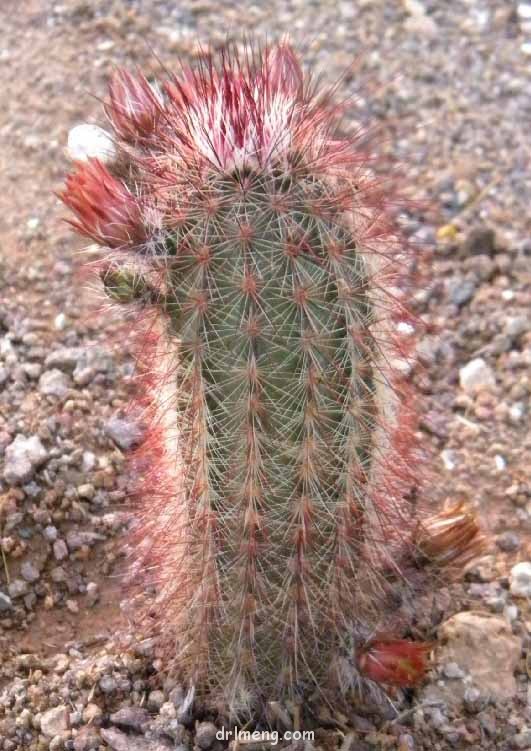 多色刺猬 Echinocereus russanthus