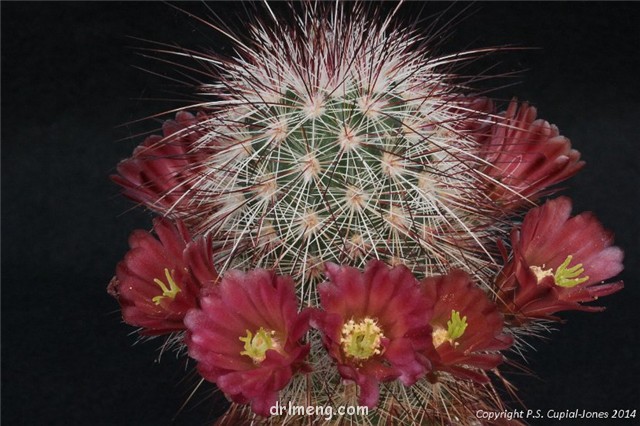 多色刺猬 Echinocereus russanthus