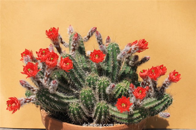 公爵虾 Echinocereus salm-dyckianus