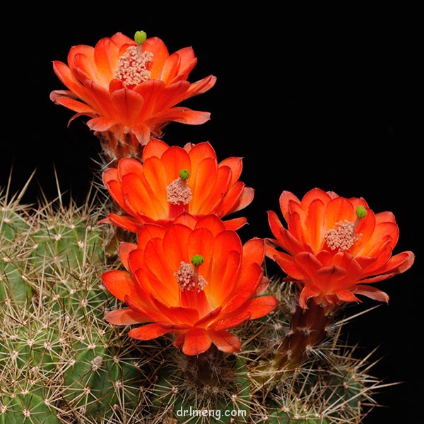 公爵虾 Echinocereus salm-dyckianus