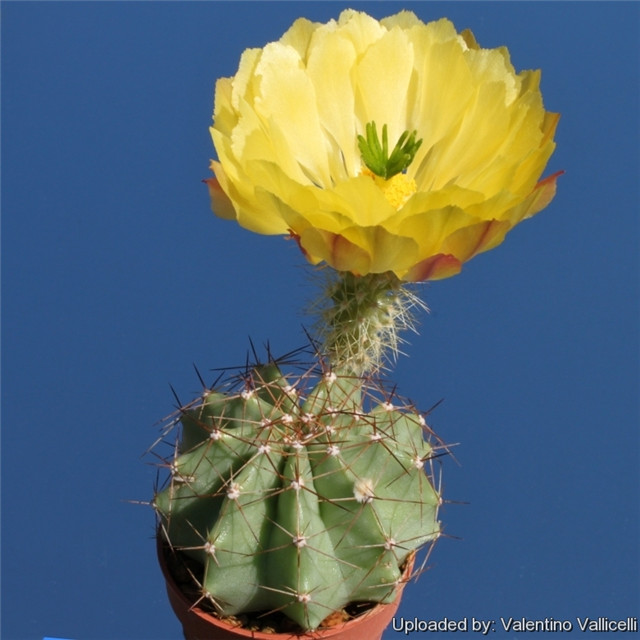 Echinocereus subinermis subs. ochoterenae2