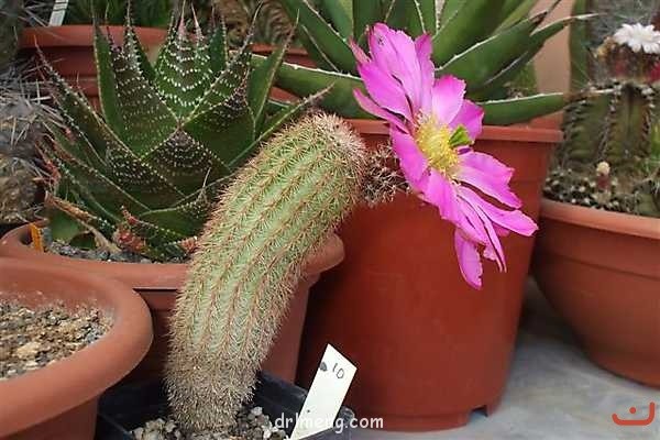 鲜红虾 Echinocereus floresii