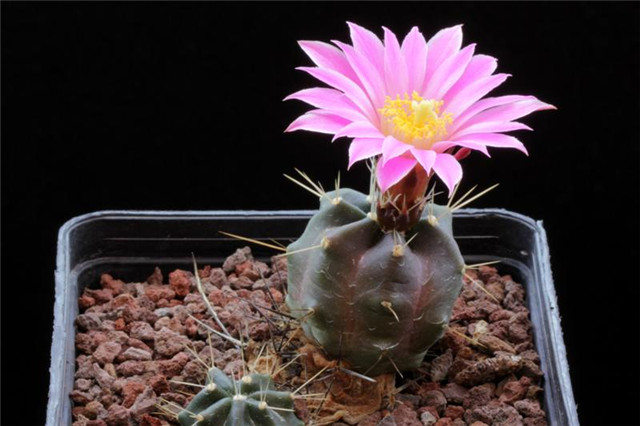 Echinocereus knippelianus var. kruegeri