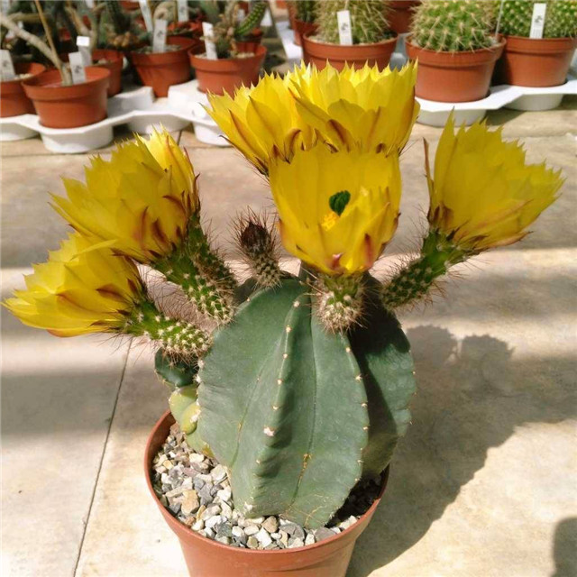 大佛殿/微刺蝦 Echinocereus subinermis