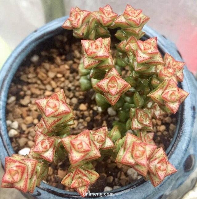 成都佛系养的多肉