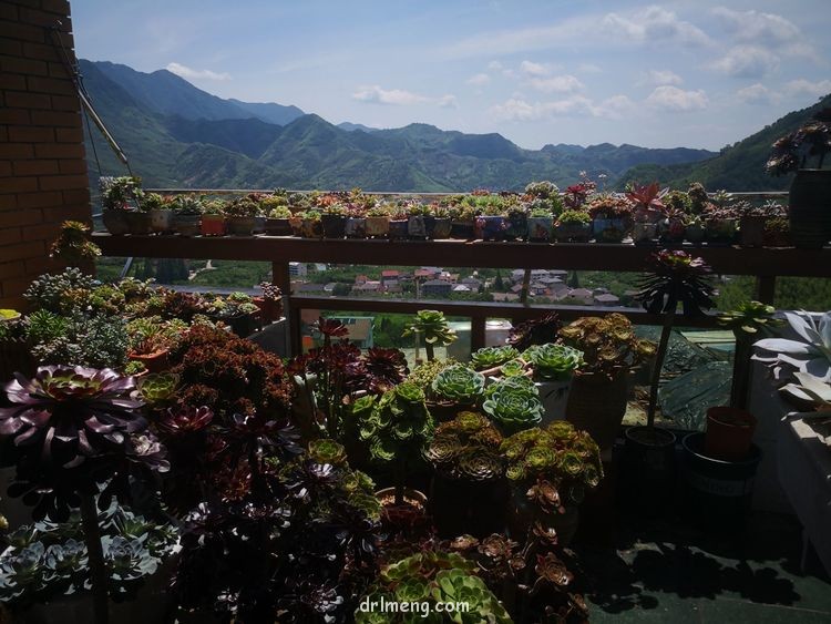 浙江杭州天目山 夏天六月末的多肉