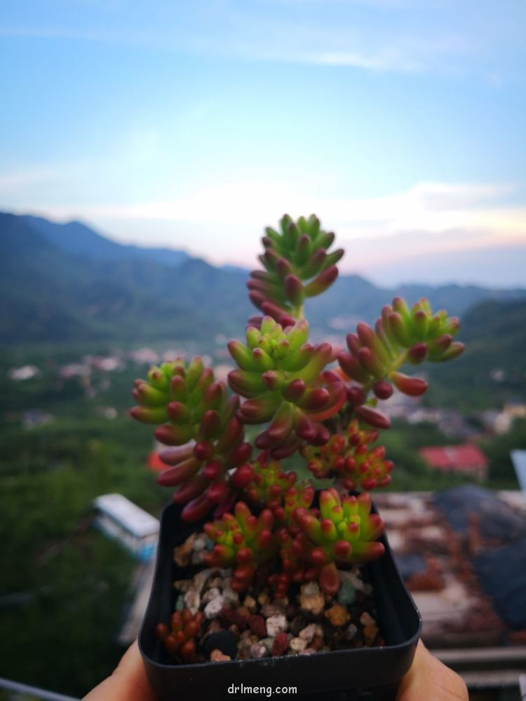 浙江杭州天目山 夏天六月末的多肉