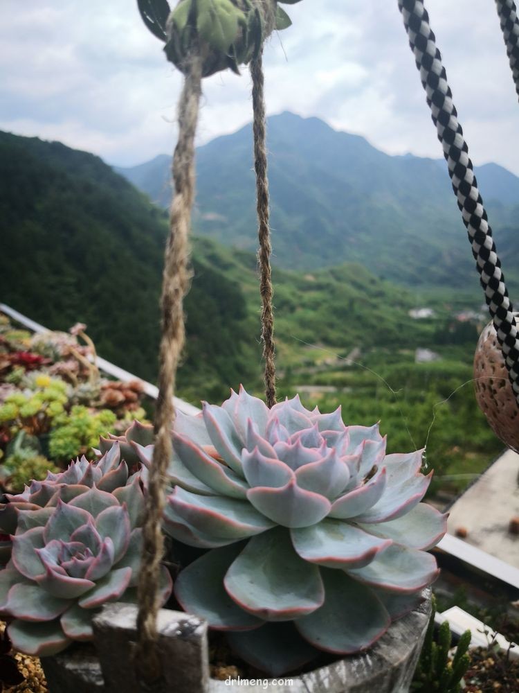 浙江杭州天目山 夏天六月末的多肉