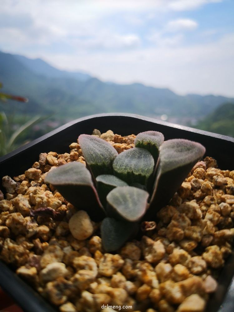 浙江杭州天目山 夏天六月末的多肉