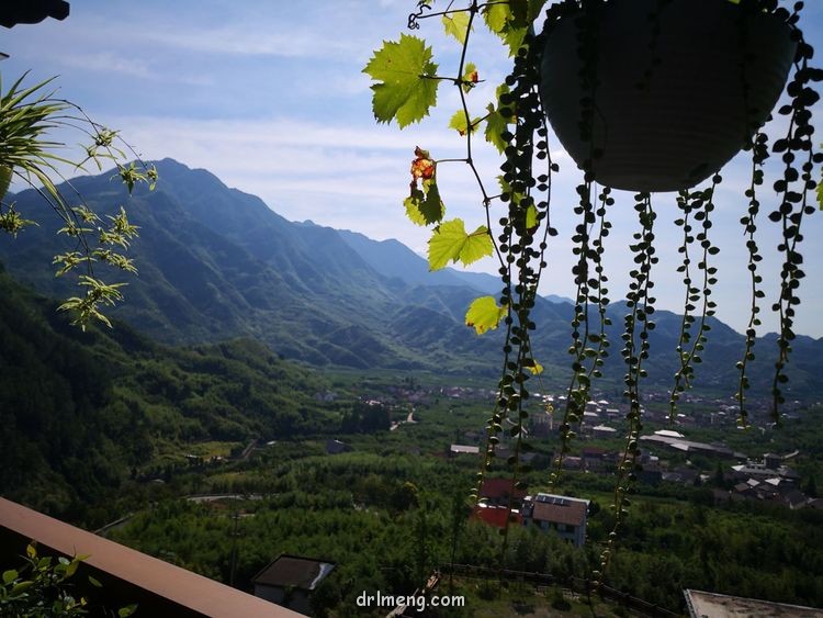 浙江杭州天目山 夏天六月末的多肉