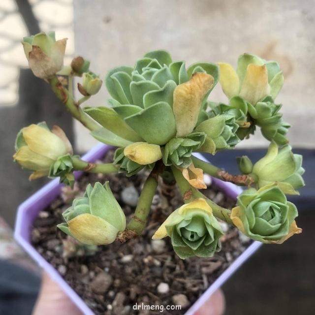淘宝购买的山地玫瑰