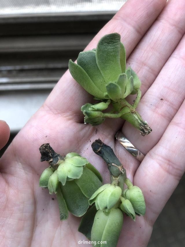 淘宝购买的山地玫瑰