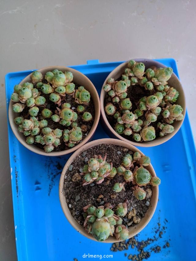 淘宝购买的山地玫瑰
