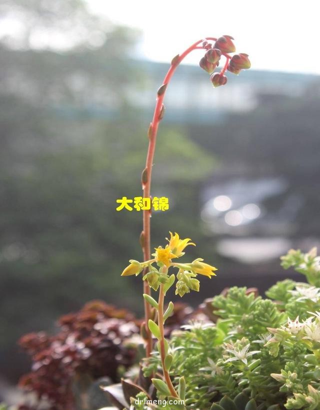 上海，开始没状态的多肉
