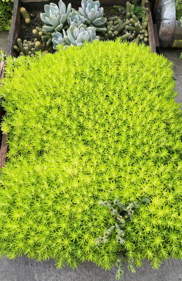 四川乐山初夏露养的多肉植物