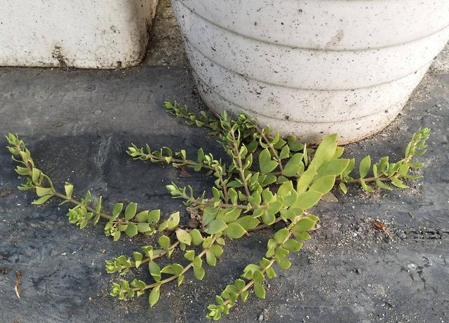 四川乐山初夏露养的多肉植物