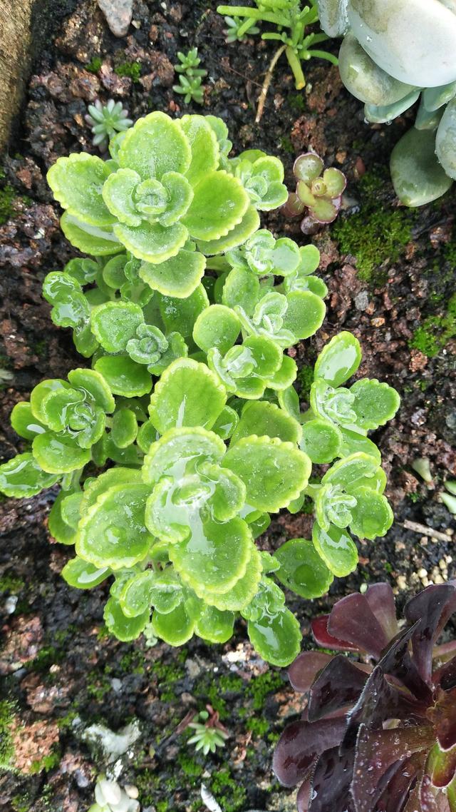 四川乐山初夏露养的多肉植物