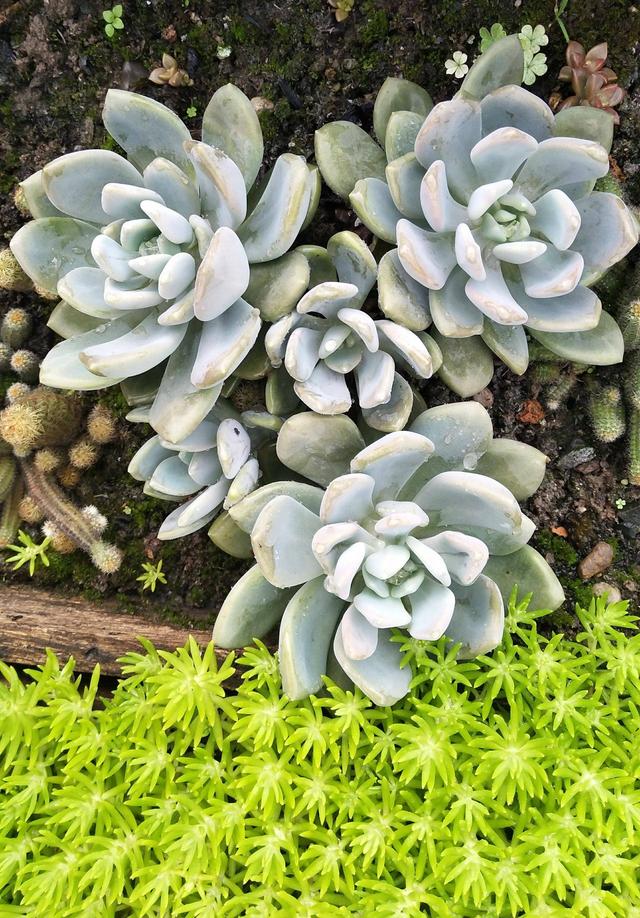 四川乐山初夏露养的多肉植物