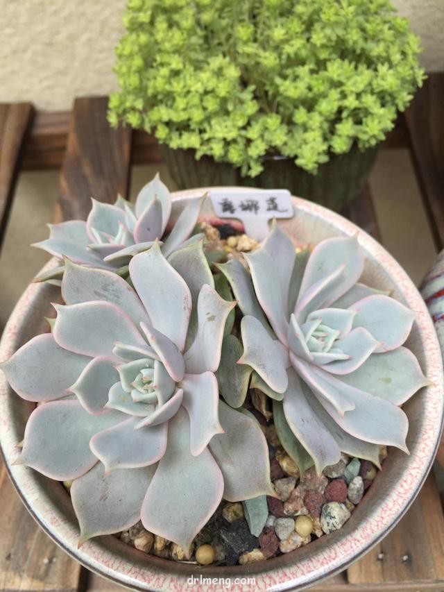上海初夏的多肉植物