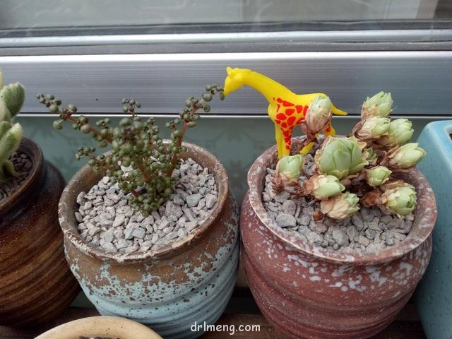 儿童玩具与多肉的造景"