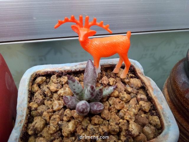 儿童玩具与多肉的造景"