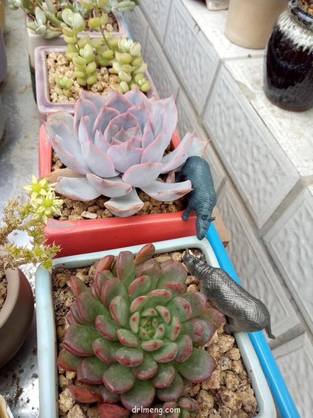 儿童玩具与多肉的造景"