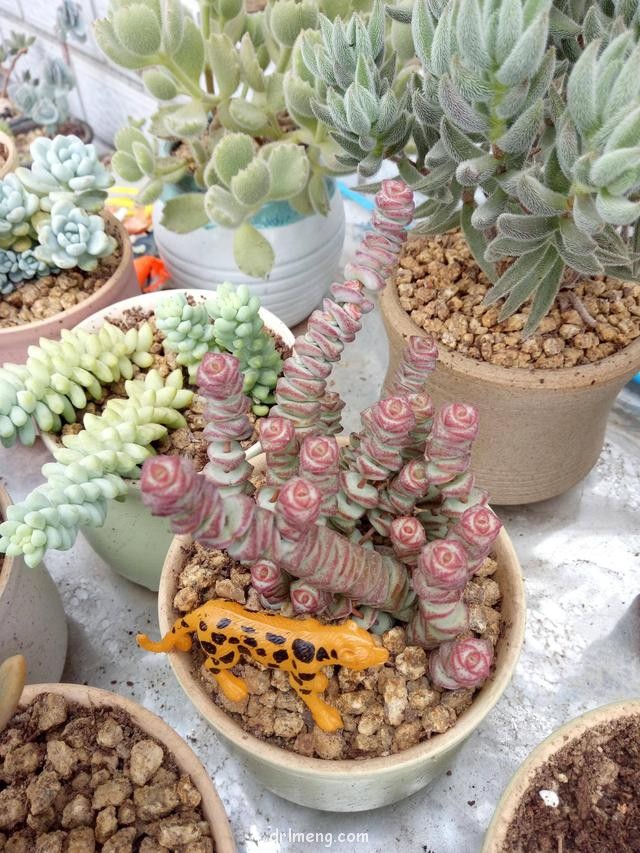 儿童玩具与多肉的造景"