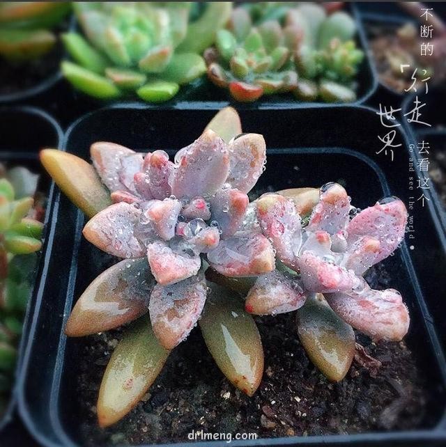 成都佛系养的多肉