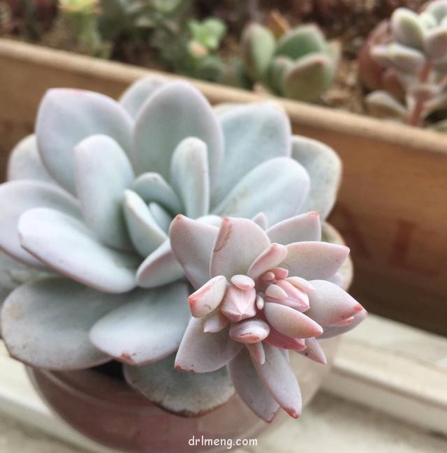 成都佛系养的多肉