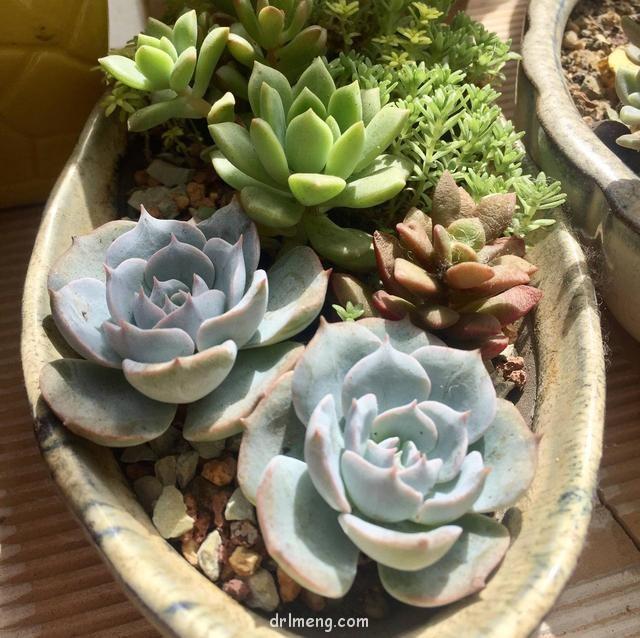 成都佛系养的多肉