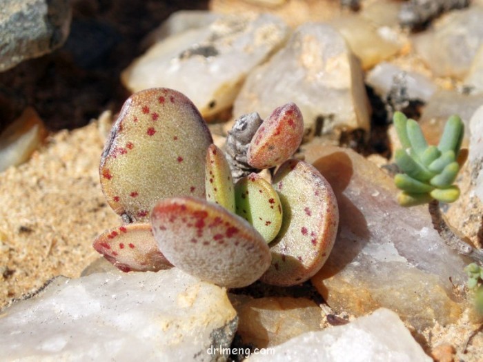 Adromischus alstonii