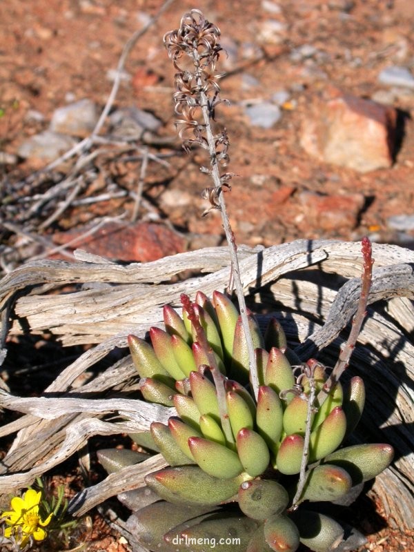 Adromischus filicaulis