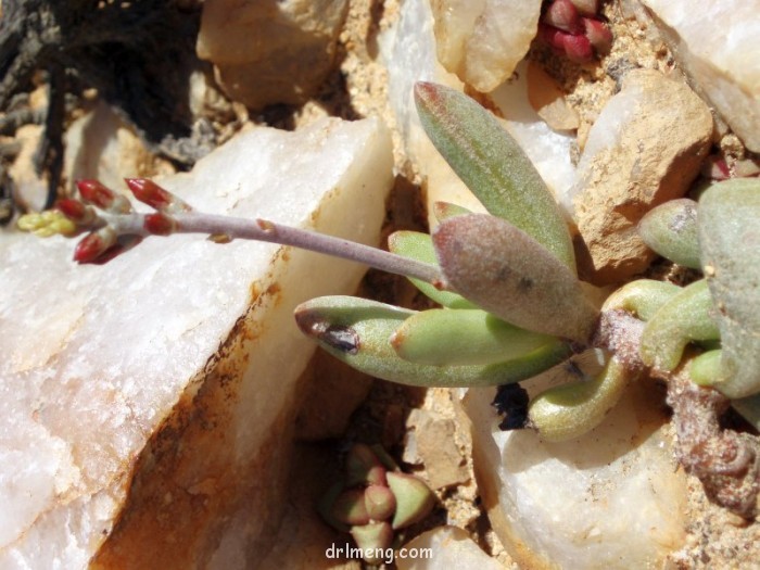 Adromischus filicaulis