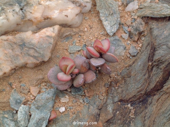 Adromischus marianiae var. hallii1