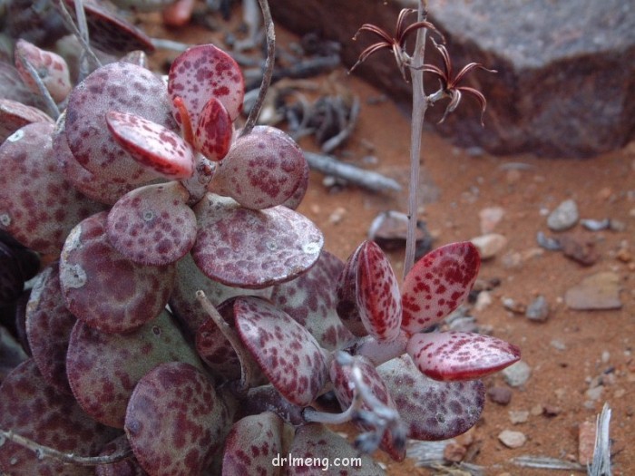 Adromischus montium-klinghardtii