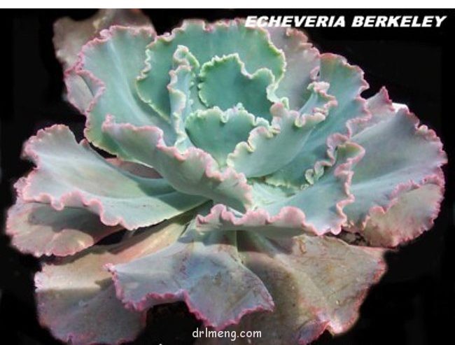 Echeveria Berkeley