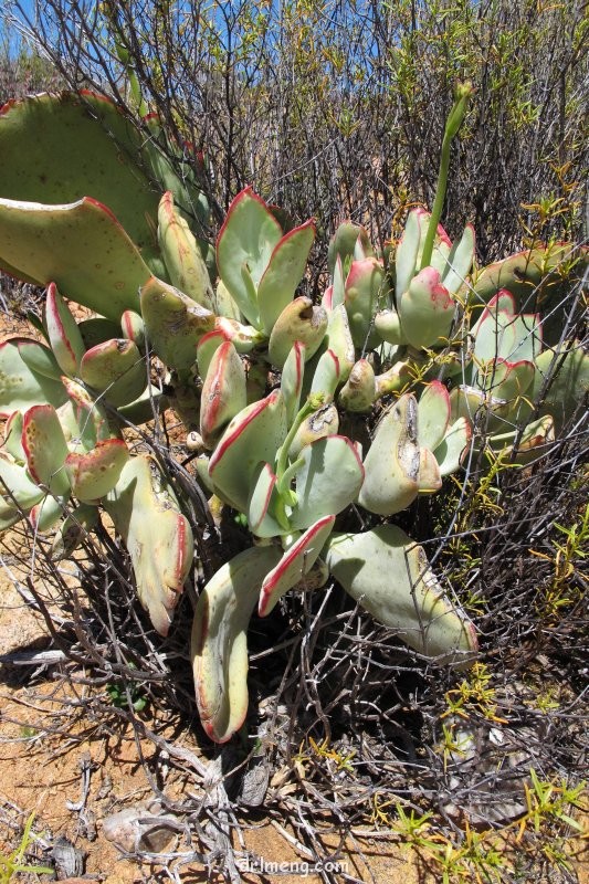 Cotyledon cuneata