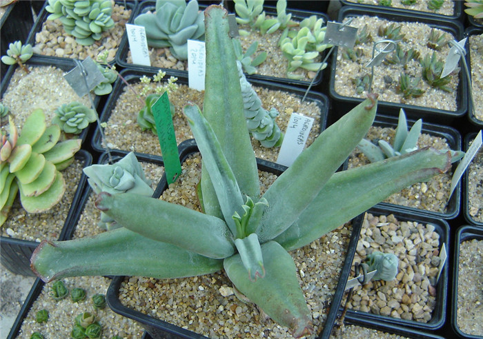 Cotyledon orbiculata 'Octopus'