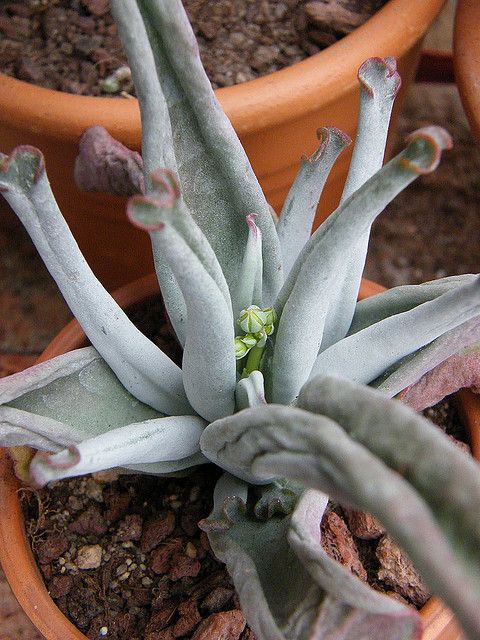 Cotyledon orbiculata 'Octopus'