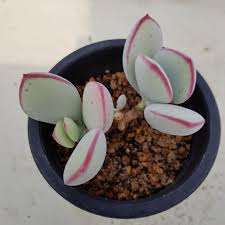 嫁入娘/新嫁娘 Cotyledon orbiculata 'Yomeiri-Musume' 