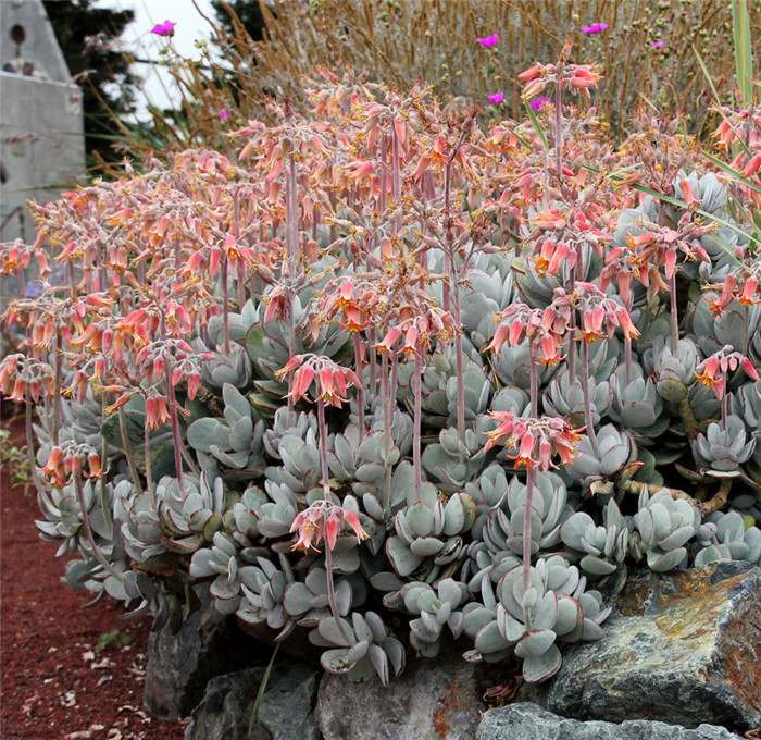 轮回 Cotyledon orbiculata var orbiculata6